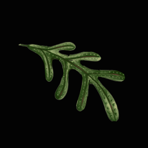 Kong's Falling Leaf Animation for Do The Green Thing by Elroy Simmons